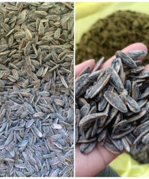 تخمه دور سفید شور